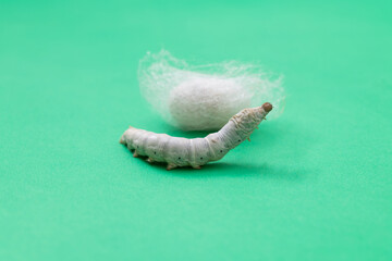 Silkworm make cocoon on green background