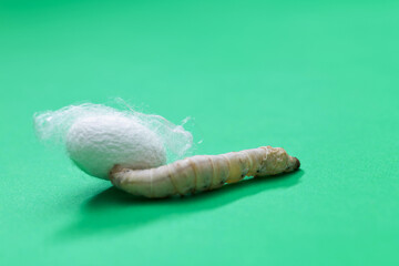 Silkworm make cocoon on green background