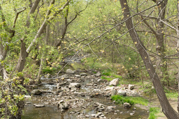 brook in spring