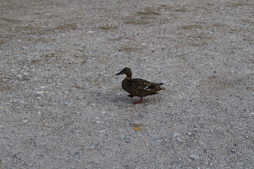 Duck in the Ground