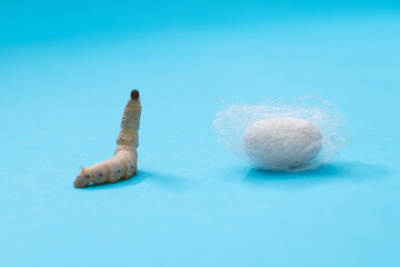 Silkworm make cocoon on blue background