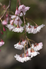 cherry blossoms on a bokeh background