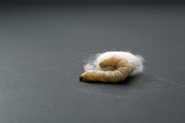 Silkworm make cocoon on black background