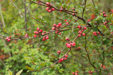 red pink Chaenomeles buds on branches in spring