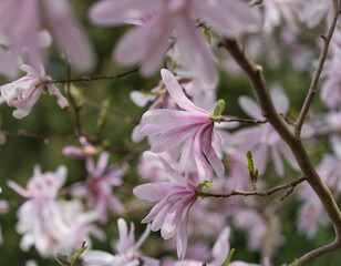 multiple pink star magnolia blossoms on branches