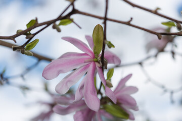 pink magnolia flowers (bottom view)