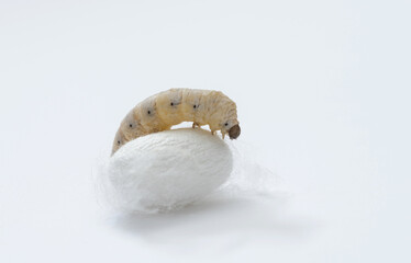 Silkworm make cocoon on white background