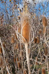 close up of Dipsacus or teasel in autumn