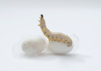 Silkworm make cocoon on white background