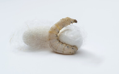 Silkworm make cocoon on white background