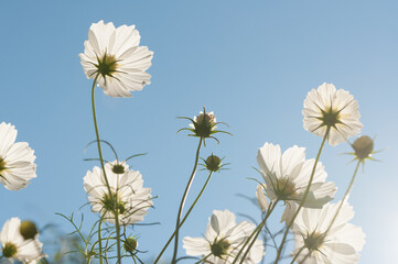 sunburst and white flowers on blue sky