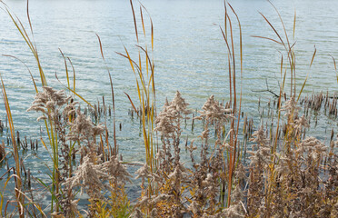 autumn reeds in the water