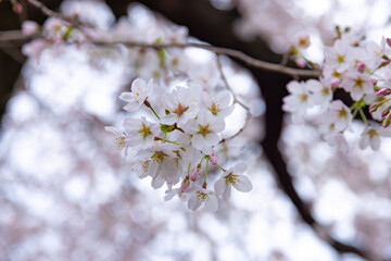 Cherry blossom at the park cloudy day closeup
