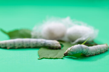 Fototapeta premium Silkworms make cocoon on green mulberry leaf