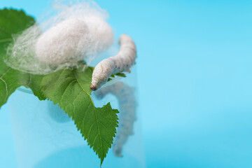 Silkworm make cocoon in plastic container