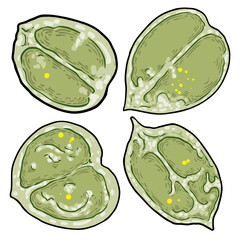 Set of Chelsea Wax Plant green leaf. Hoya Carnosa leaves collection. Succulent lush. Vector.