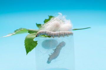 Silkworm make cocoon in plastic container