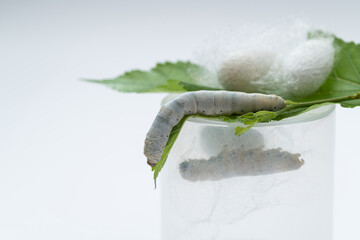Silkworm make cocoon in plastic container