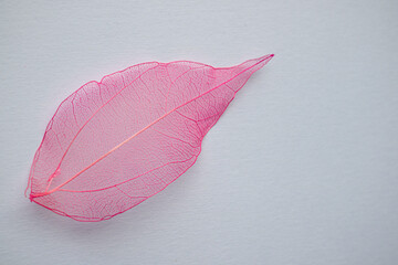 a beautiful pink leaf lies on a white background, veins and fakrura are visible on it. natural pink leaf openwork and lace