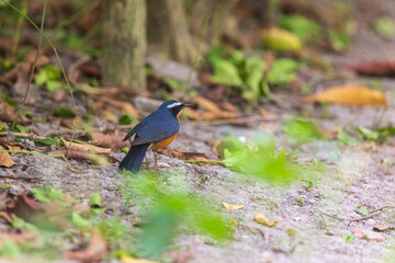 Indian blue robin (Larvivora brunnea) at Rabindra Saravar, Kolkata, India.