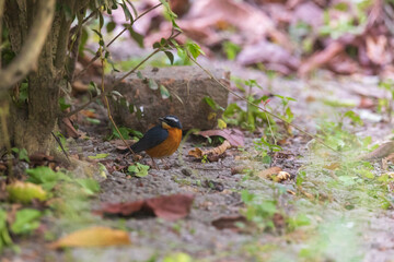 Obraz na płótnie Canvas Indian blue robin (Larvivora brunnea) at Rabindra Saravar, Kolkata, India.
