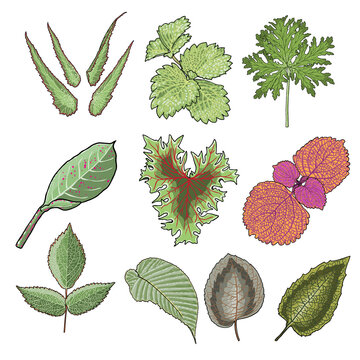 Set of tropical leaves. Isolated exotic fern of Trollius, Mayapple and Begonia boliviensis. Set of forest and domestic home leaf Raspberry and strawberry. Foliage, natural real plants leaves, herbs.