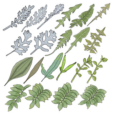 Set of leaves. Decorative floral plant leaf, flower branches and twigs. Hand drawn herb set, lush and elegant exotic leaves for decoration design. Botanical green weeds and bushes. Vector.