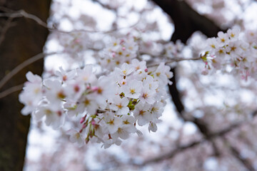 Cherry blossom at the park cloudy day