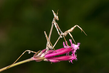 Close up of pair of Beautiful European mantis ( Mantis religiosa )