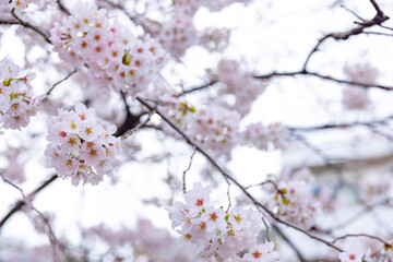 Cherry blossom at the park cloudy day
