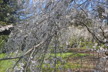 spring in the forest