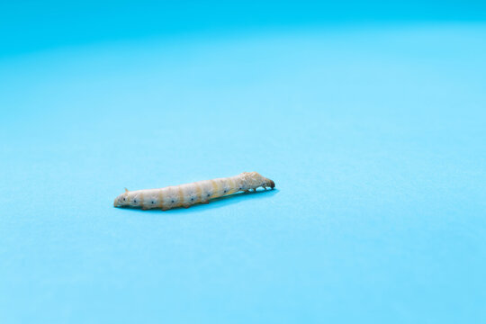 Silkworm is spinning on blue background