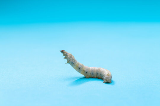 Silkworm is spinning on blue background