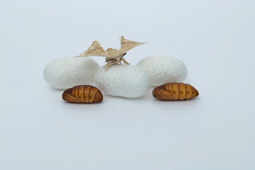 silkworm moth come out of cocoons