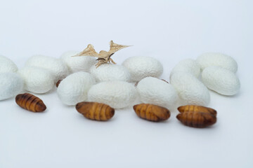 silkworm moth come out of cocoons