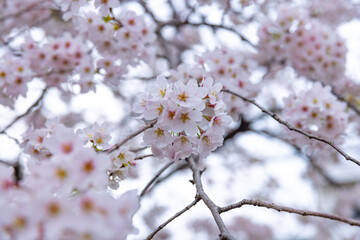 Cherry blossom at the park cloudy day