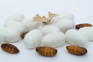 Obraz na płótnie Canvas silkworm moth come out of cocoons