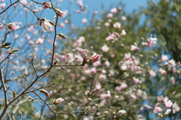 magnolia blossoms on a spring background