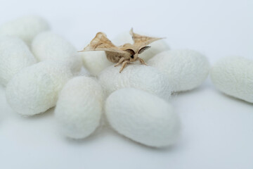 silkworm moth come out of cocoons