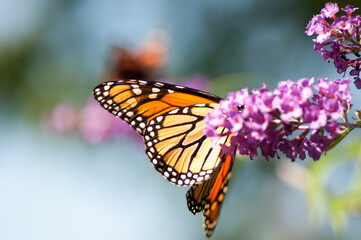 butterfly wings on a bokeh background