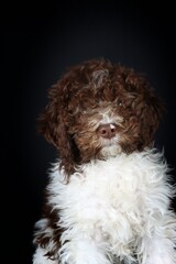 Lagotto Romagnolo dog isolated on studio 