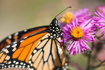 monarch butterfly clutching a pink Symphyotrichum novi-belgii or new york aster