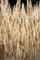 Fototapeta premium still grass in the sun