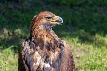 The portrait of The Golden Eagle (Aquila chrysaetos) on a green background