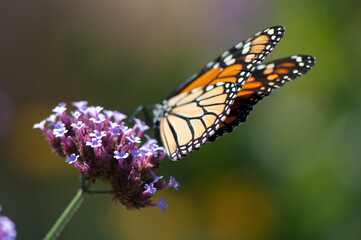 Fototapeta na wymiar rear view of a monarch butterfly on verbena flowers
