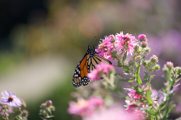 butterfly on a flower with bokeh background