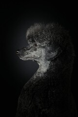 black royal poodle isolated on studio 