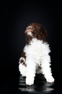 "Italian Water Dog" Images – Browse 145 Stock Photos, Vectors, and ...