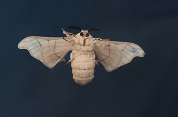 Silk moth on black background
