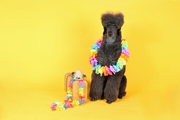 black royal poodle tourist dog  with suitcase and Hawaiian collar  isolated on studio yellow background